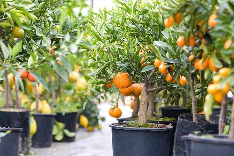 citrus tree varieties for pots