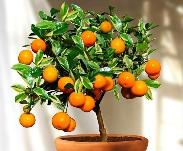 tangerine in pot