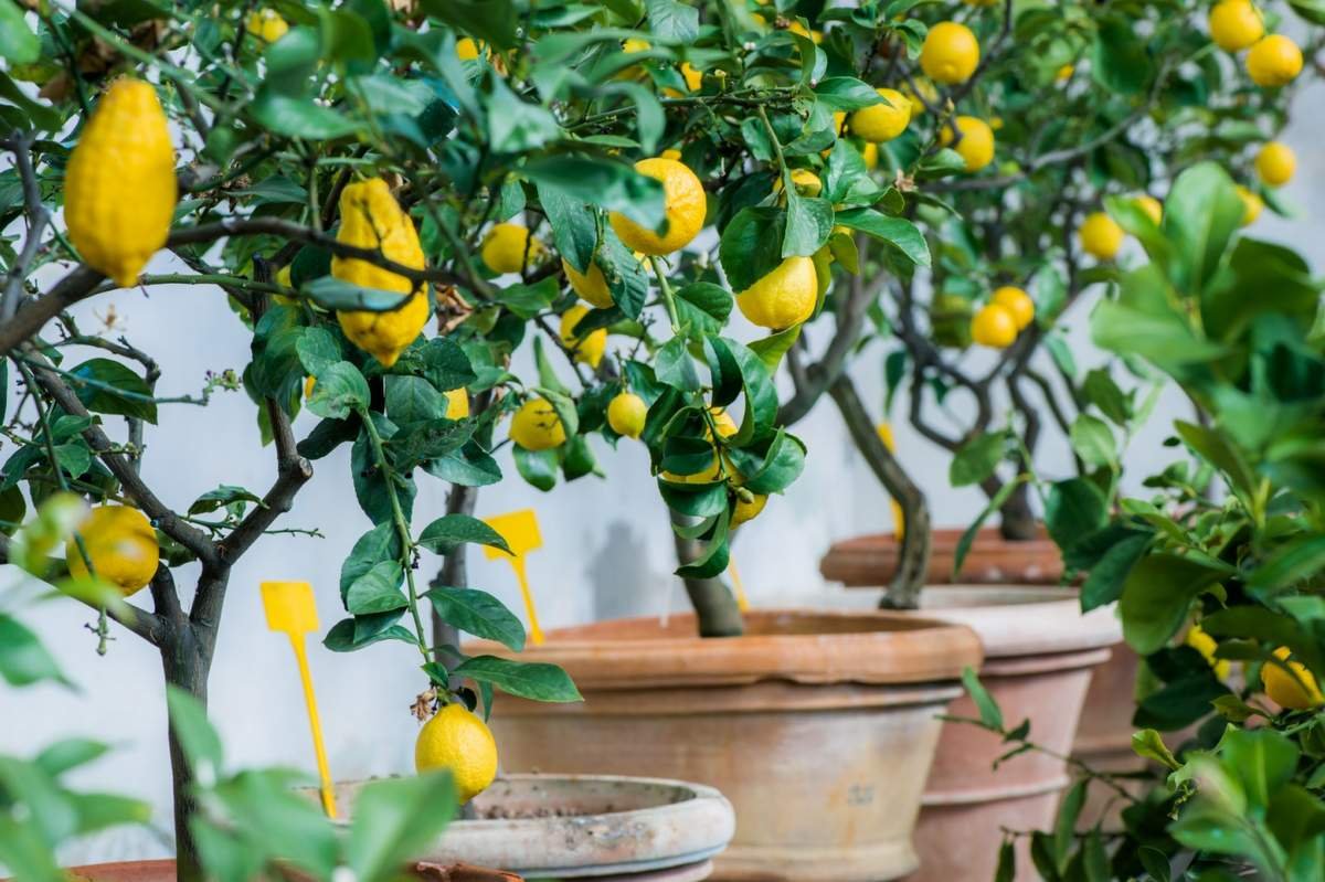 growing lemon trees in pots