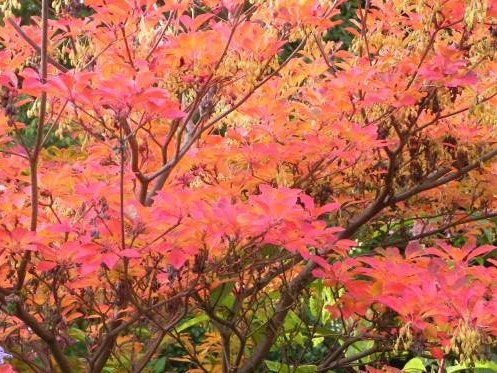 garden bush with fall colors