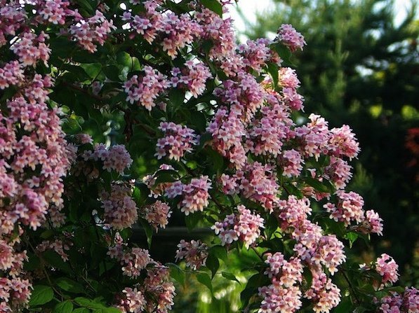 garden shrub with pink flowers