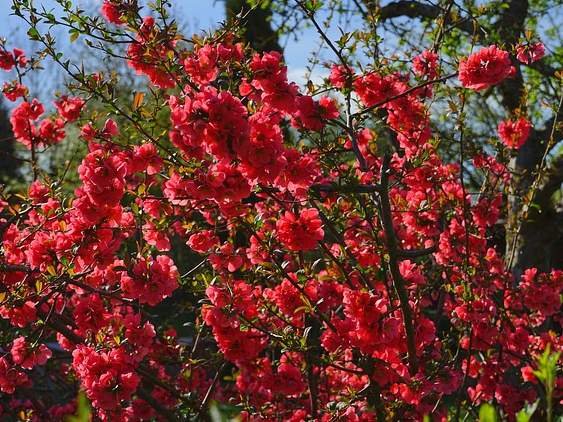 Garden bush with big red flowers