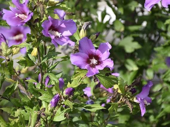 garden bush with violet flowers