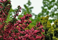 20 most beautiful bushes for your garden