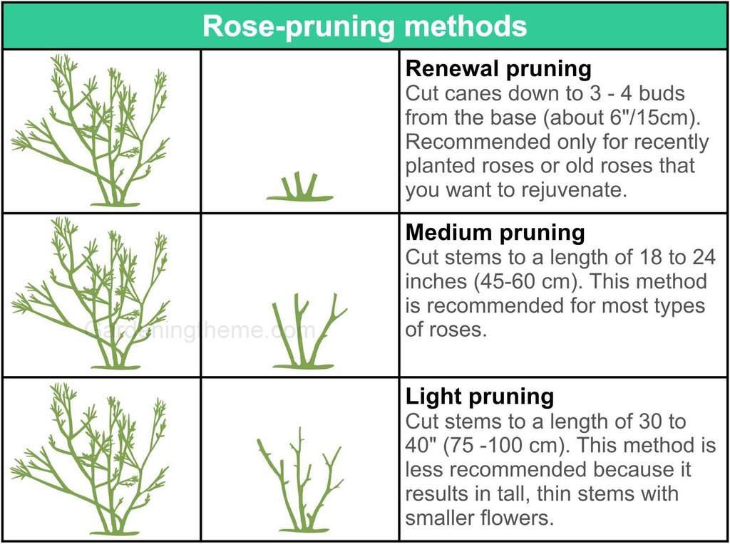 how to prune a rose bush