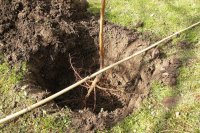 How to plant a fruit tree in six easy steps