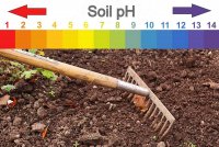 How to test soil pH and adjust soil acidity