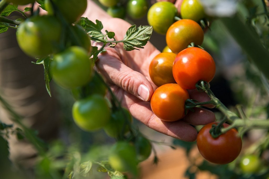 Growing tomatoes productively