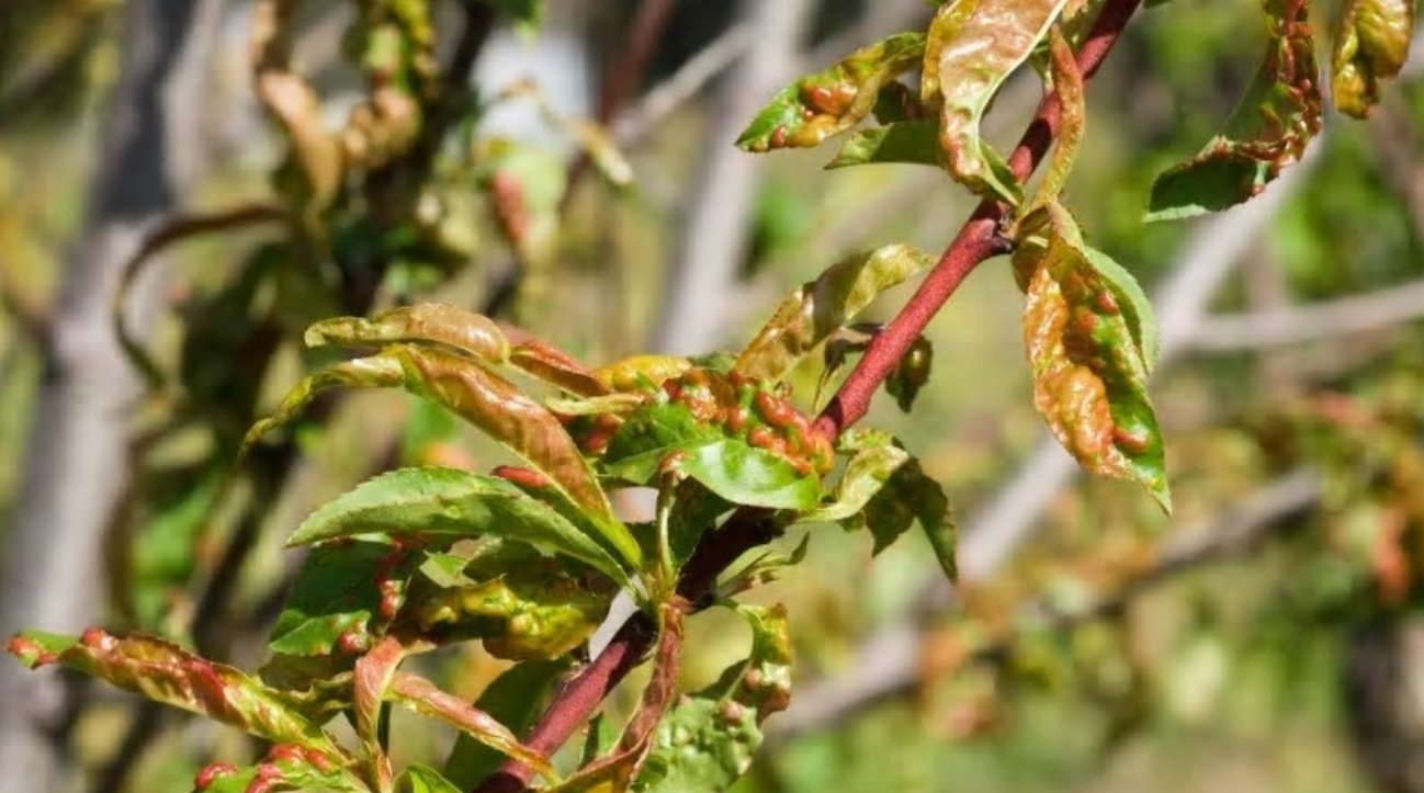 leaf curl disease