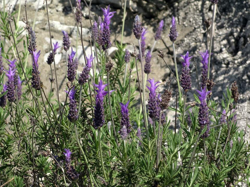 lavender varieties