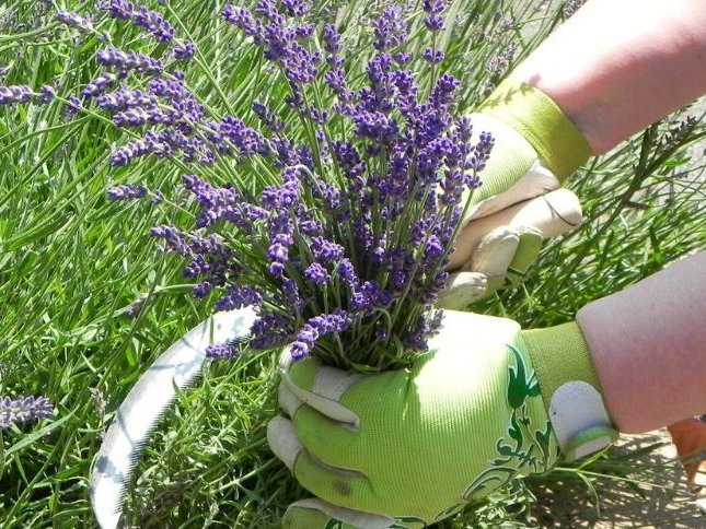 pruning lavender