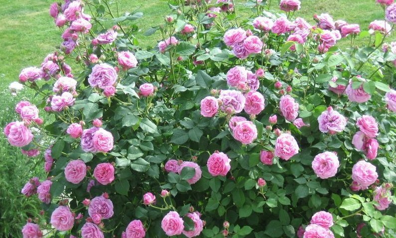 most popular types of roses