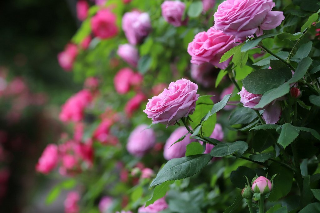Rose types and varieties