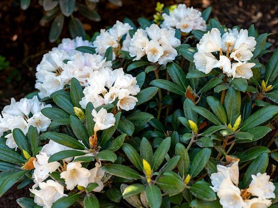 where is the best place to plant a rhododendron