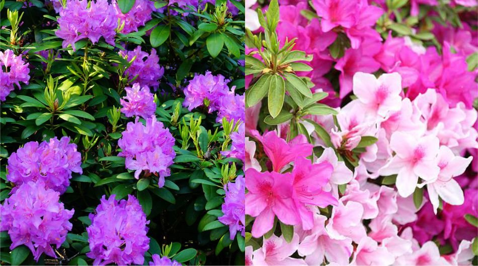 what is the difference between azaleas and rhodode
