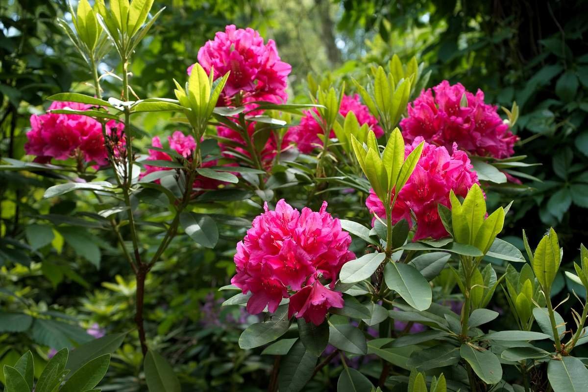 how to grow rhododendron