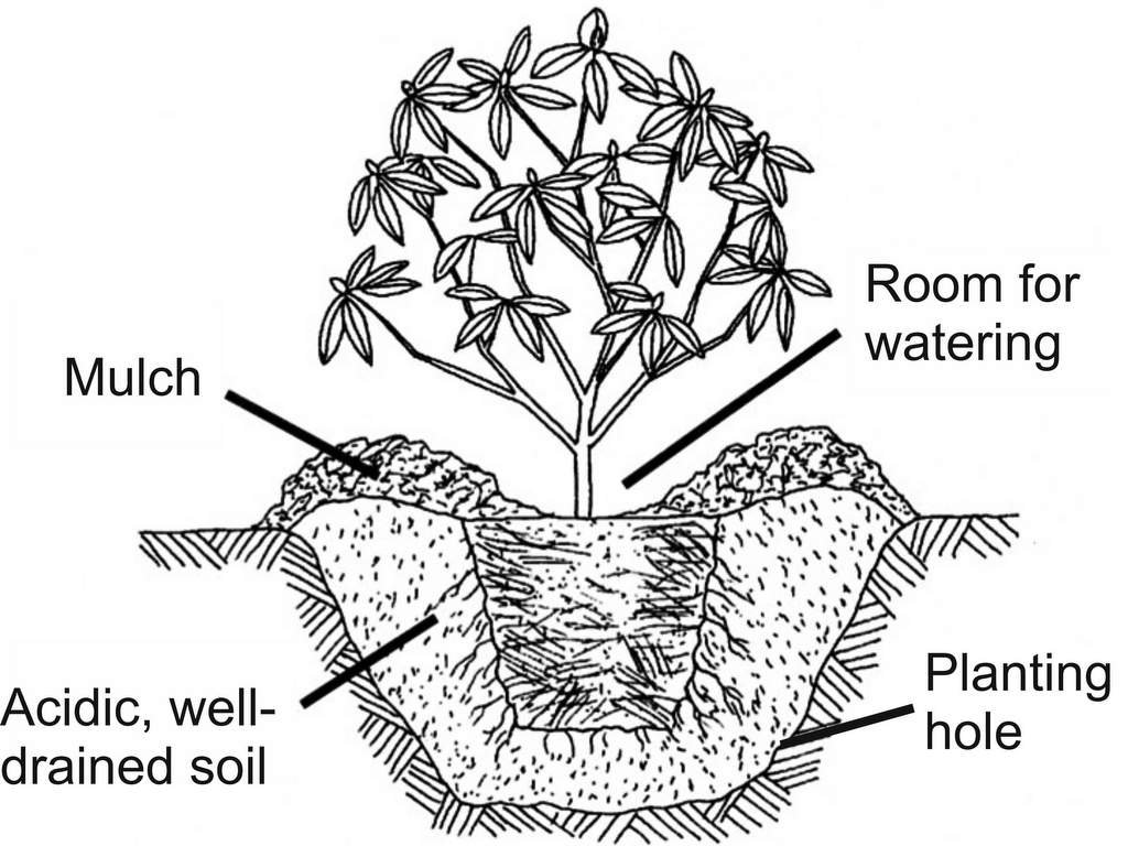 what soil do rhododendrons like