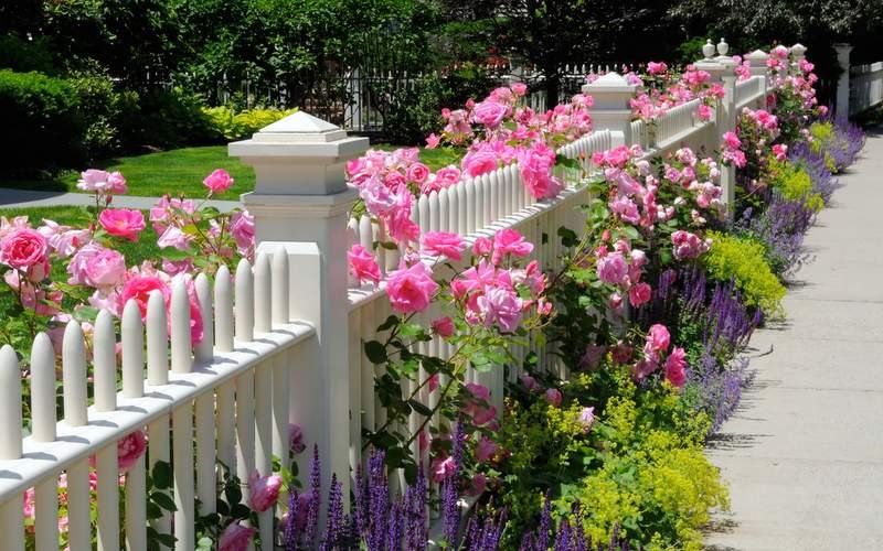 rose fence idea