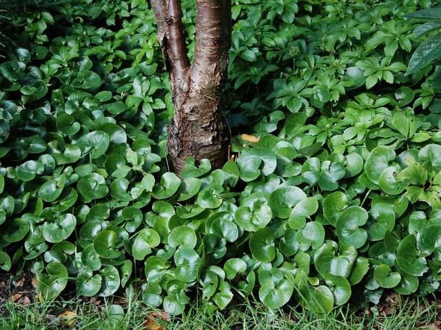 evergreen creeping plant