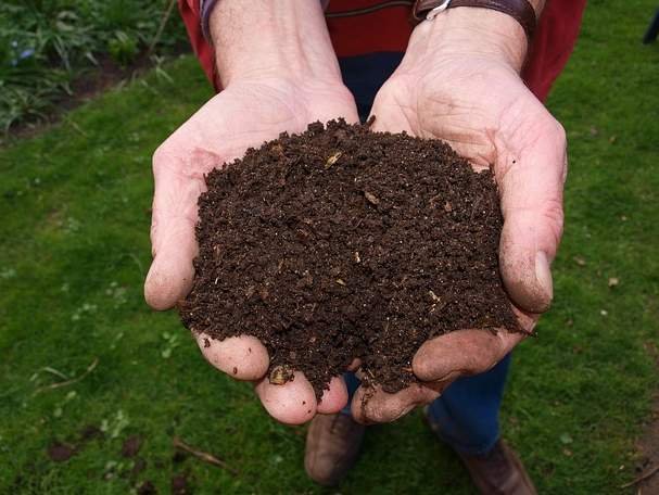 compost in organic potting soil