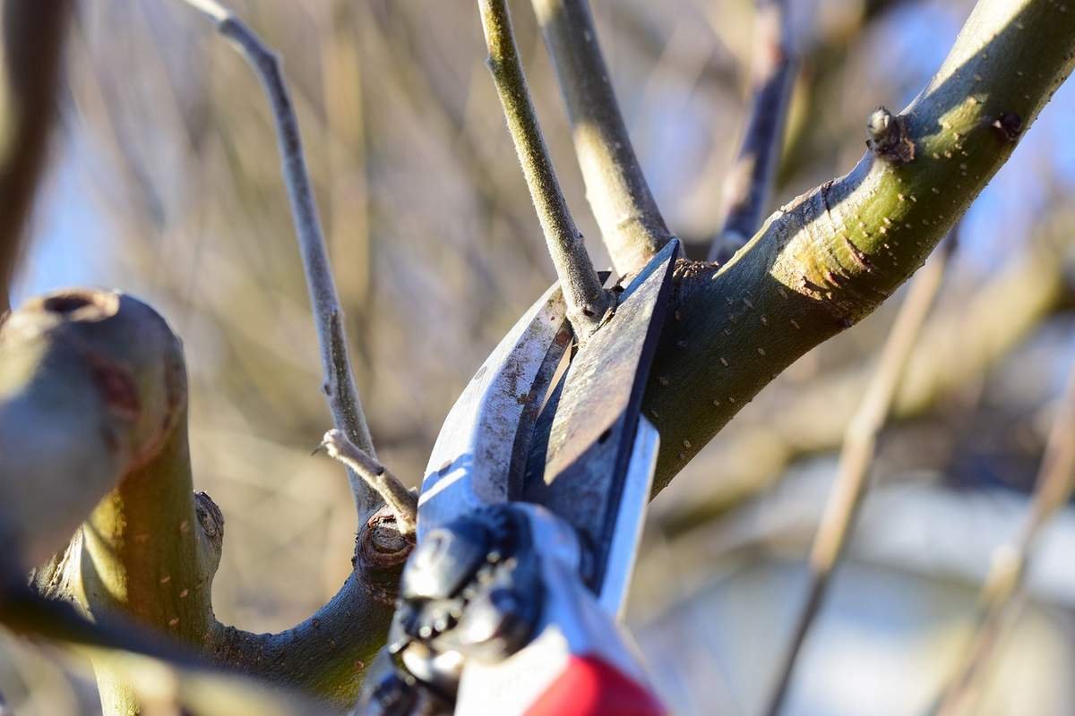 A diagram showing how to prune a fruit tree
