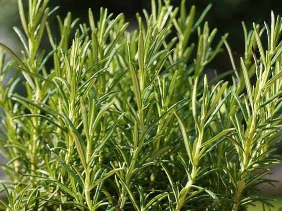 Rosemary Salvia rosmarinus - spice herb