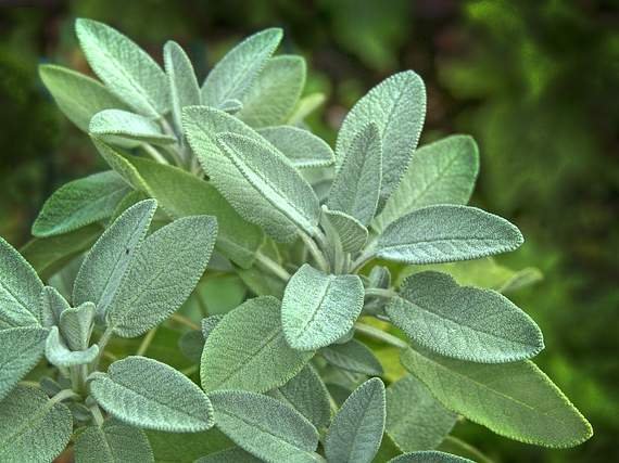 aromatic culinary herb