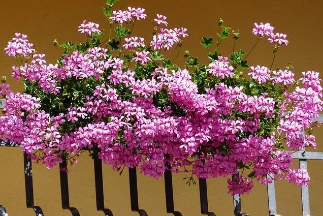 pink geranium on balcony