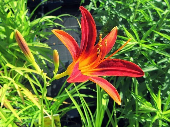 orange flower perennial
