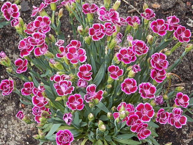 purlple flowering perennial