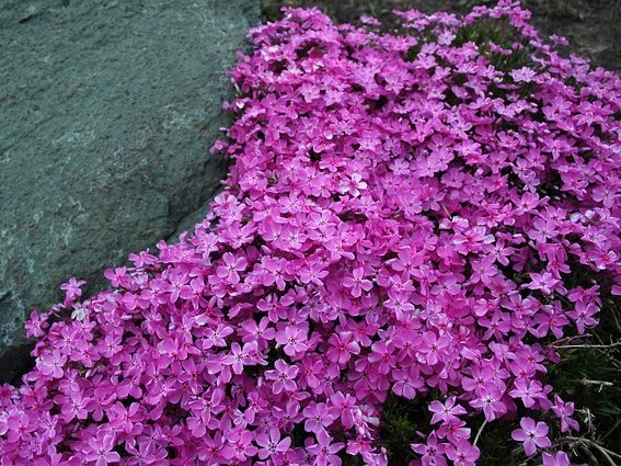 pink flowering perennial